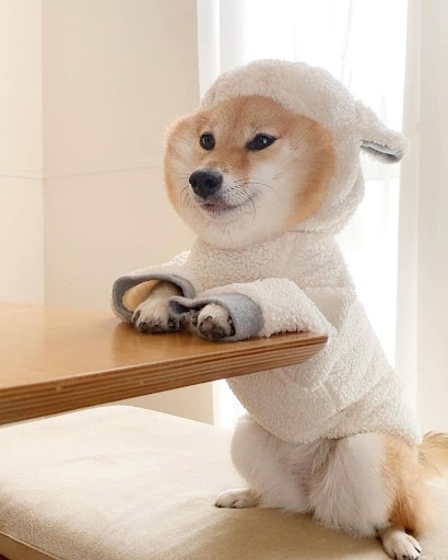 dia chi dang tin cay de mua cho shiba 2