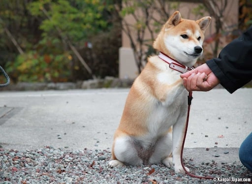 Dòng chó Shiba - Lịch sử, tính cách và chăm sóc 7 dong cho shiba 6