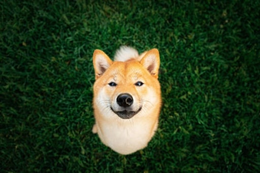 ta cho shiba